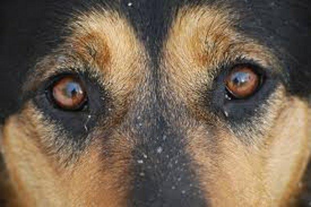 Собаку з нашийником застрелили на очах у жінки з хворим серцем