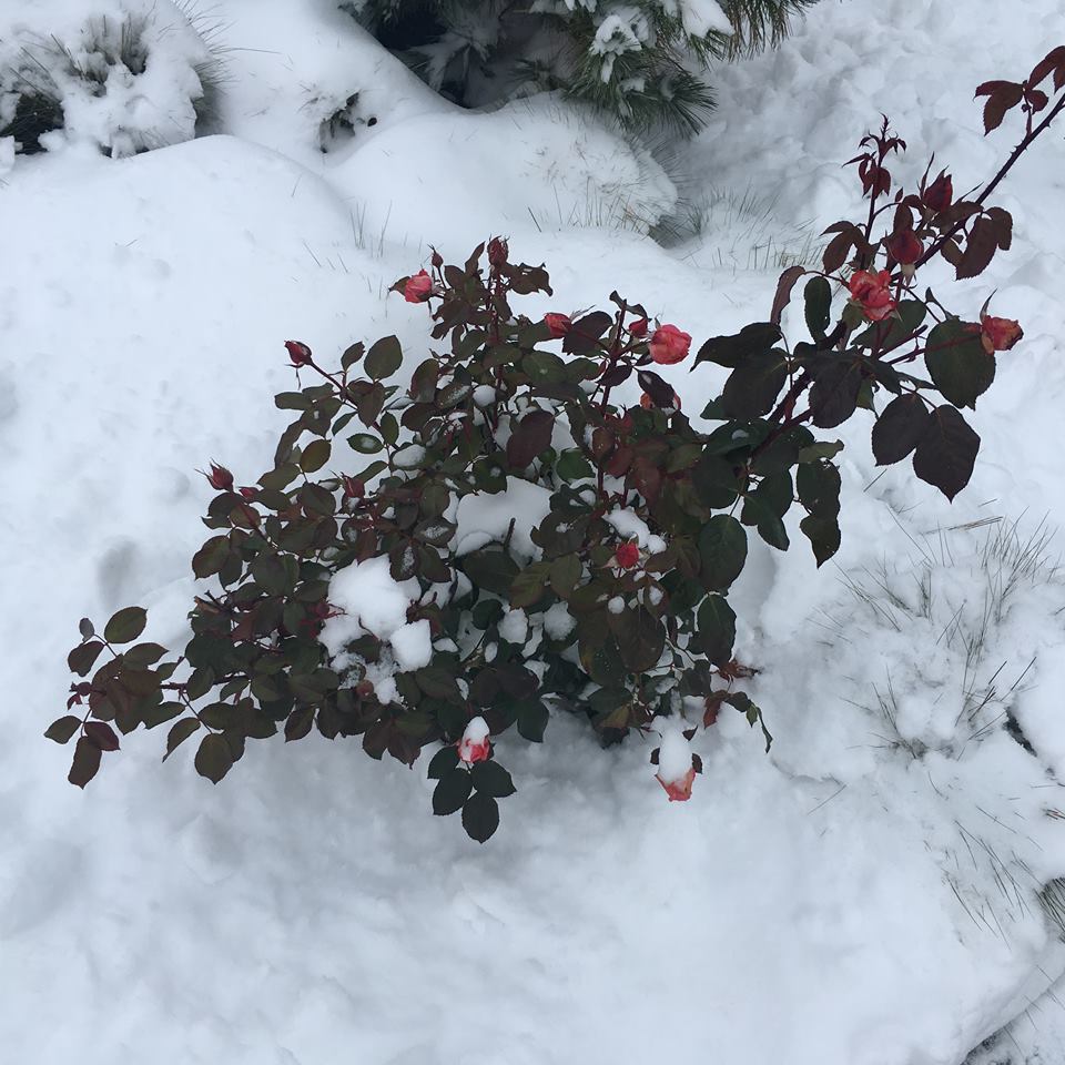 Перший сніг на трояндах. Листопад по-волинськи