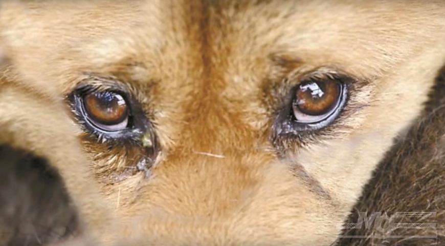 Убивці собак у Нововолинську почуваються безкарними