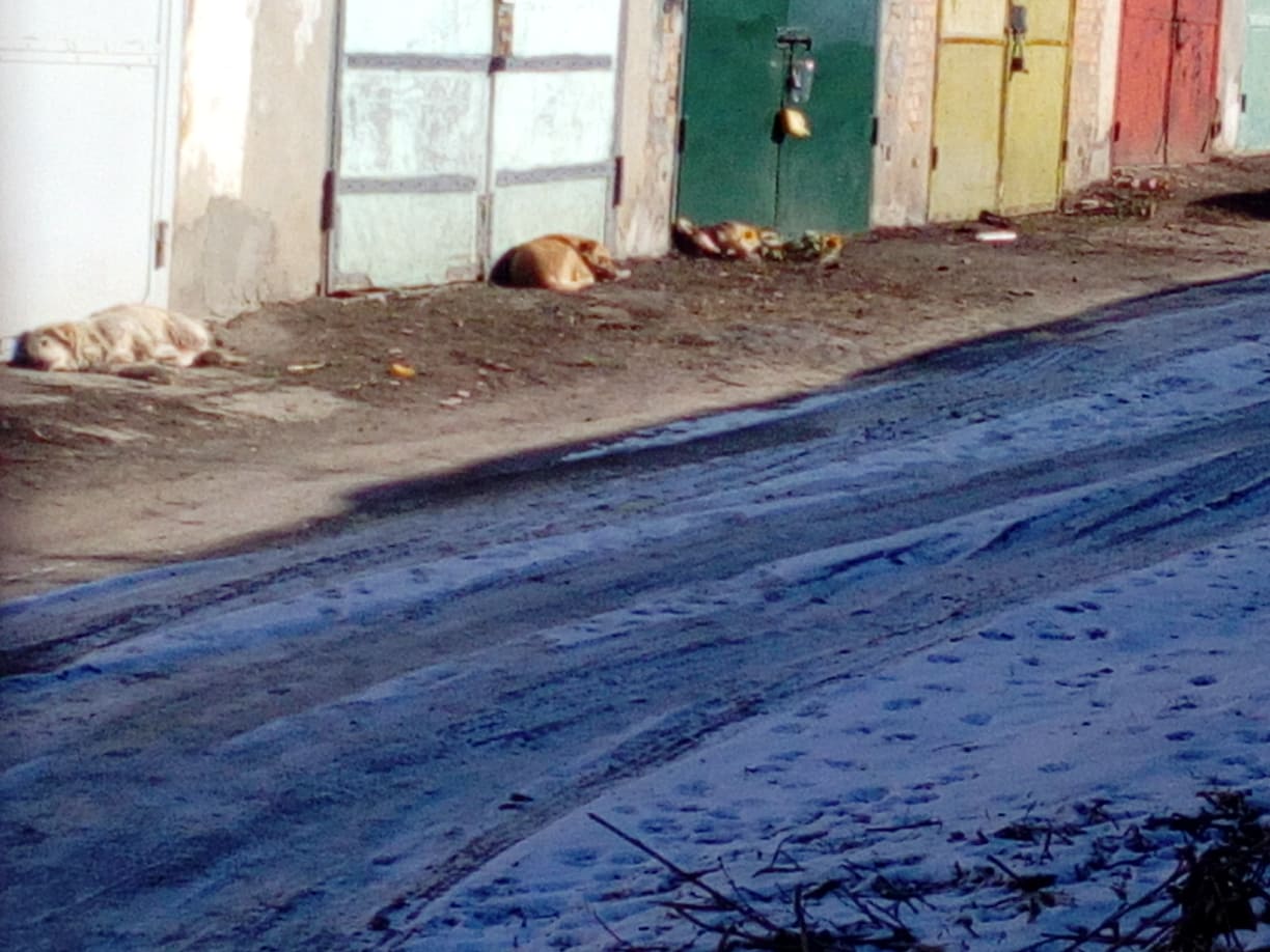 Собак оперують у… гаражі? Скандал у Нововолинську