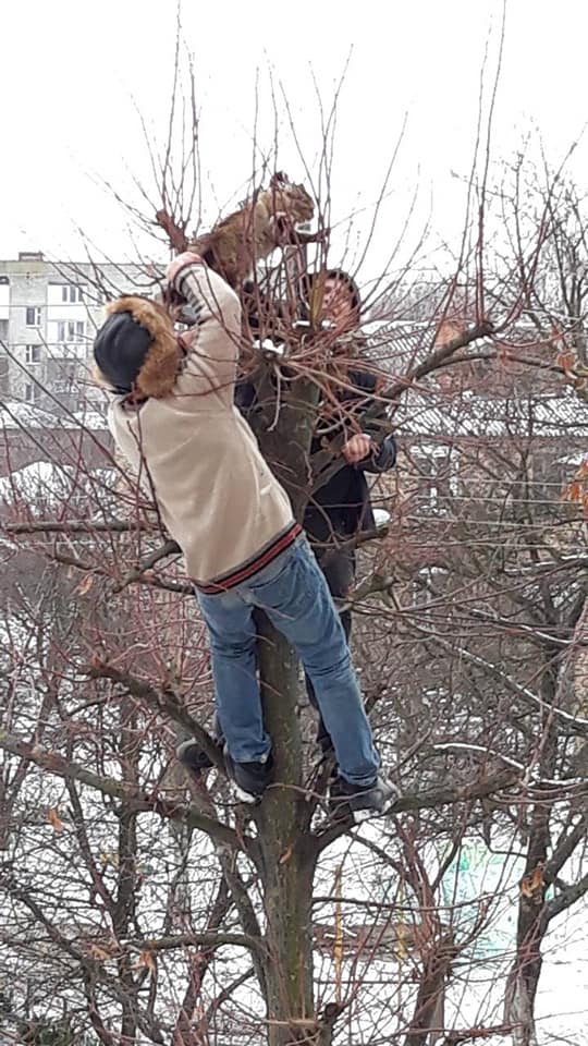 Операція “КИ”: як рятувальники і перехожі знімали кицьку з дерева